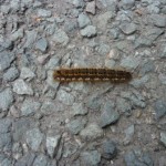 Caterpillar on road near Torver June 2013c2