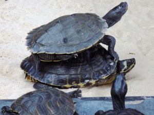 Madrid Estacio de atocha old station garden terrapins3