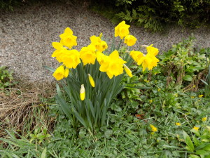 daffodils at flookburgh march 2017b