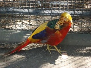 featherdale wildlife park sydney golden pheasant1C