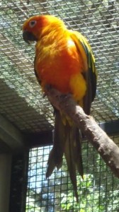 featherdale wildlife park sydney parrot1C