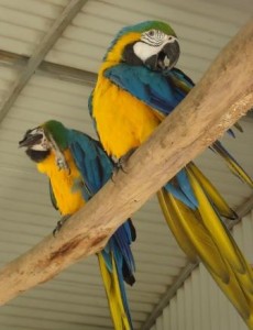 featherdale wildlife park sydney south american macaw4C