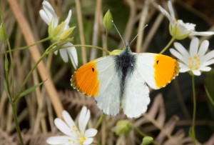 foulshaw moss april 2017 orange tip butterfly3