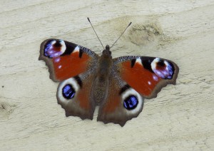 foulshaw moss april 2017 peacock butterfly2