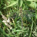 giant yellow and black dragonfly near black coombe, july 2013c2