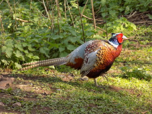 leighton moss april 2017 pheasant4