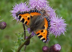 small tortoiseshell butterfly at arkholme july 2017