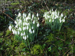 snowdrops in south cumbria february 2017j