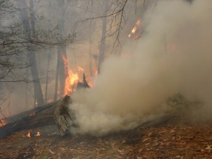 Burning log in back garden