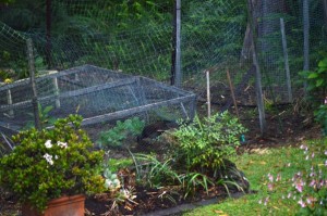 Lyrebird in the vegetable compound