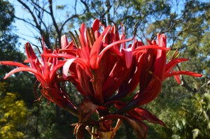 Gymea Lily