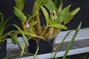 Small Blackbirds nest in the orchid 1