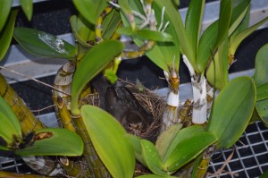 Small Blackbirds nest in the orchid 2
