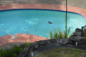 The black blob in the pool is a bird!