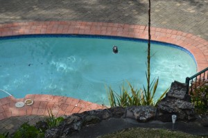 Small Kookaburra leaving the pool