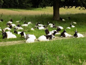 Bagot goats in Levens Park