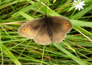 Meadow Brown butterfly