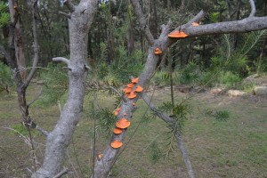 Small Fungus on the Bottlebrush